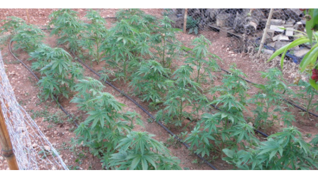 Ventajas y desventajas de las plantas de marihuana autofloreciente